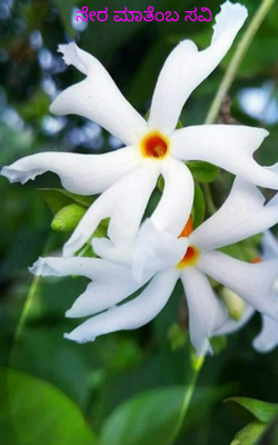 ನೇರ ಮಾತೆಂಬ ಸವಿ