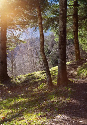 अर्ध्या ग्लासातील जंगल