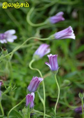 இலஞ்சம்