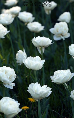 ହୋଲି ର ଅନୁଚିନ୍ତା