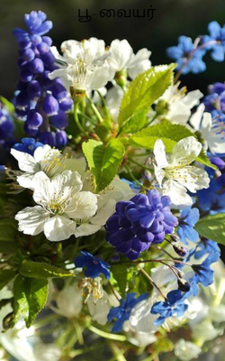 பூ-வையர்