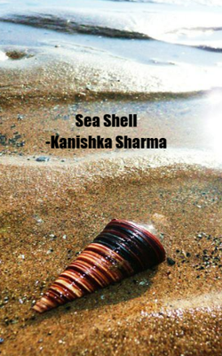 Sea Shell
