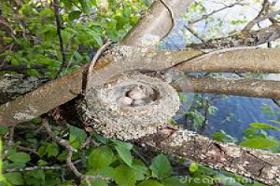 घरौंदे का तिनका