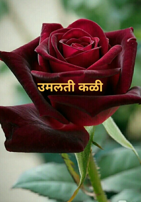 उमलती कळी