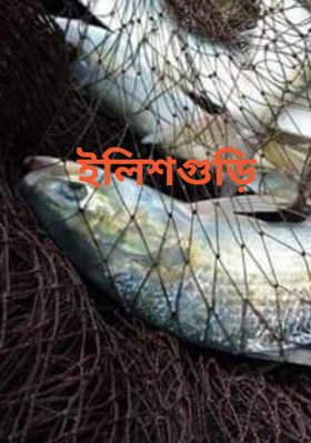 ইলিশেগুড়ি
