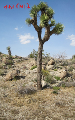                                                            लफ्ज़ ग्रीष्म के