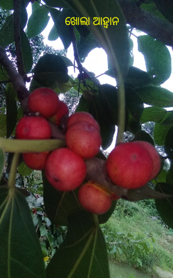 ଖୋଲା ଆହ୍ୱାନ