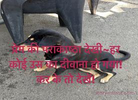 प्रेम की पराकाष्ठा देखी~हर कोई उस का दीवाना हो गया! 
कर के तो देखें!