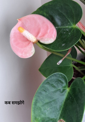 कब समझोगे