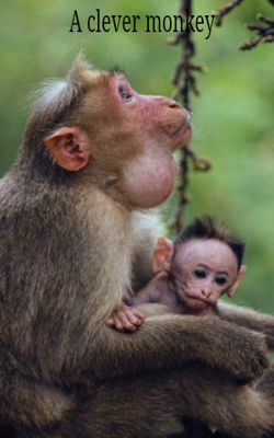 A clever monkey
