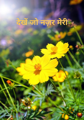 देखें जो नज़र मेरी