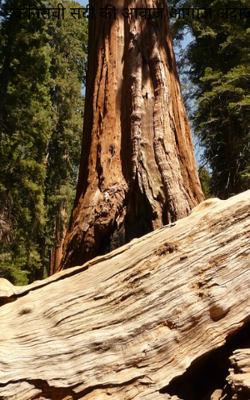 इक्कीसवी सदी की आवाज आगाज अंदाज़