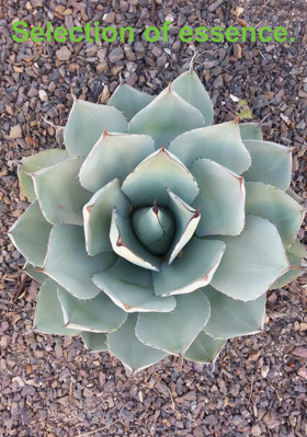 Selection of essence.