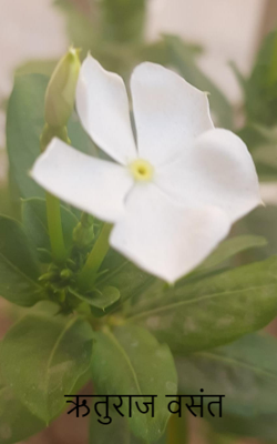 ऋतुराज वसंत