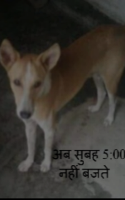 अब सुबह 5:00 नहीं बजते