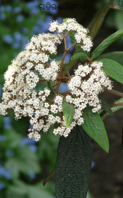 ରାତିର ସୌଦାଗର