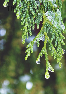 ଦୁଇ ଟୋପା ଲୁହ