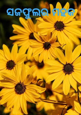 ସଜଫୁଲର ମହକ