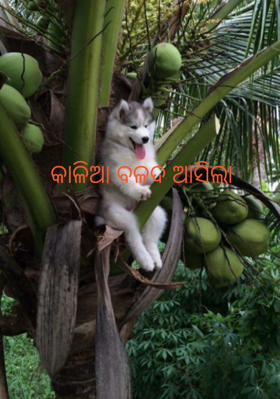 କାଳିଆ ବଳଦ ଆସିଲା