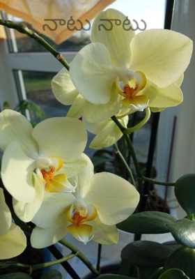 నాటు నాటు