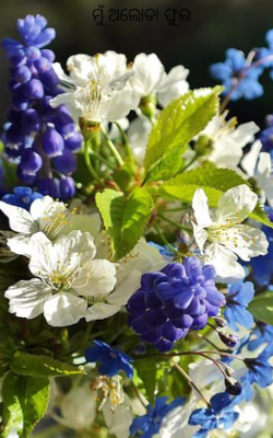 ମୁଁ ଅଲୋଡା ଫୁଲ