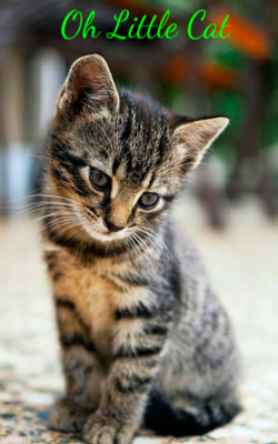 Oh Little Cat