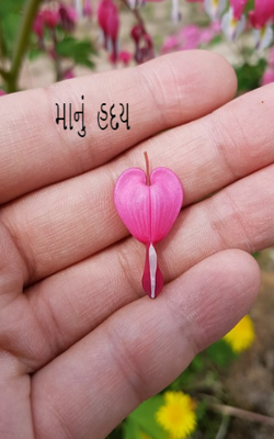 માનું હૃદય