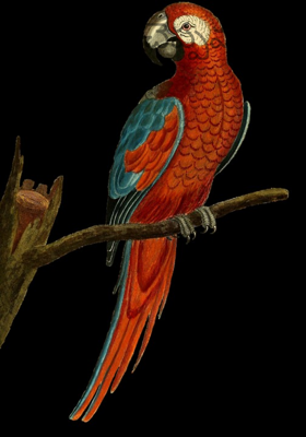 చిలకమ్మా!చెప్పవమ్మా!