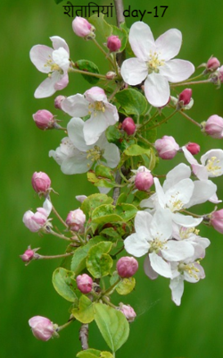 शैतानियां  day-17