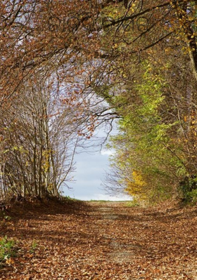 ଜାଳିଵି ଜାଗର