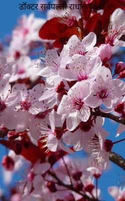 डॉक्टर सर्वपल्ली राधाकृष्णन