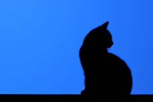 कभी गिर जाओ तो खुद ही उठ जाना क्योंकि ,लोग सिर्फ गिरे हुए पैसे उठाते हैं इंसान नहीं।