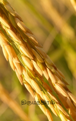 திருமந்திரம்