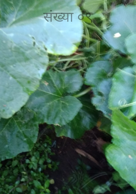 संख्या ०९