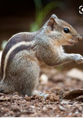 ખિસકોલી