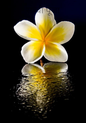 सच्ची पूजा