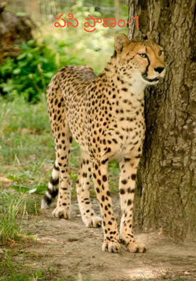 పసి ప్రాణం-1