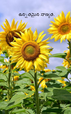 ఉన్నతమైన నాణ్యత.