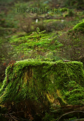 ऊँचा घराना