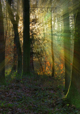 अल्लडपणा