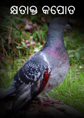 କ୍ଷତାକ୍ତ କପୋତ