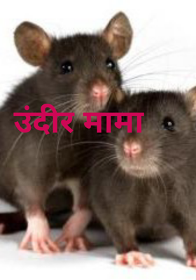 उंदीर मामा