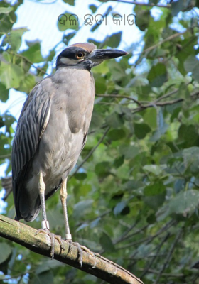 ଦଳ ଛଡା କାଉ 