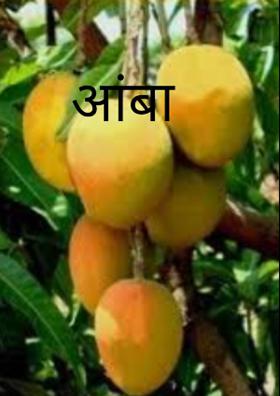 आंबा
