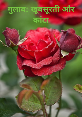 गुलाब: खूबसूरती और कांटा