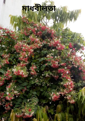 মাধবীলতা