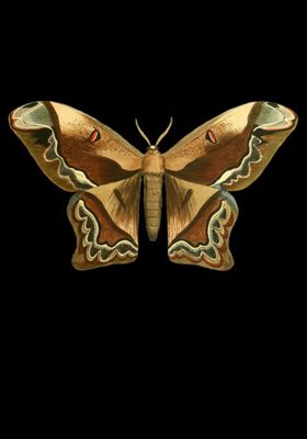 ବର୍ଷା ଯେବେ ଆସେ 