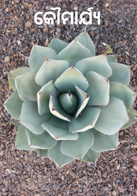 କୌମାର୍ଯ୍ୟ