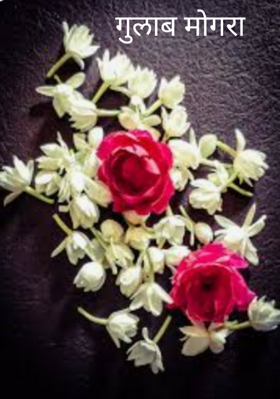 गुलाब मोगरा