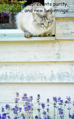 White: Represents Purity, Peace, And New Beginnings